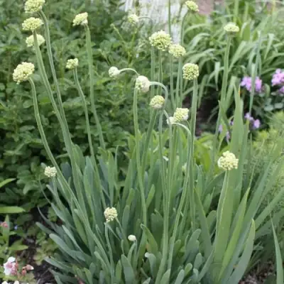 Лук слизун в Кобрине