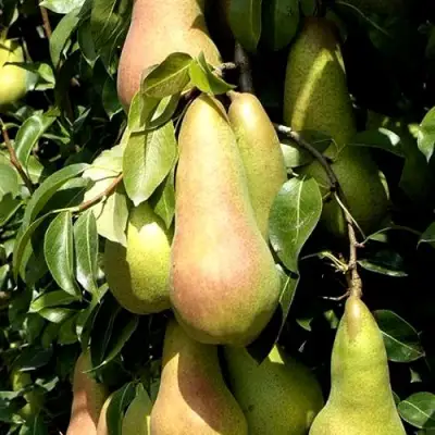 Груша КОНКОРД в Кобрине