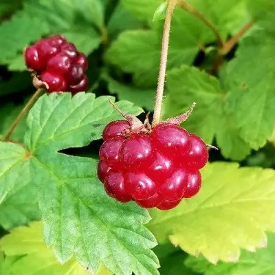 Княженика АННА в Кобрине