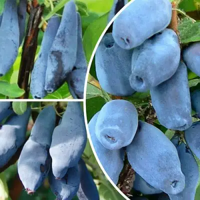 Комплект СИЯНИЕ ГЛАЗ в Кобрине