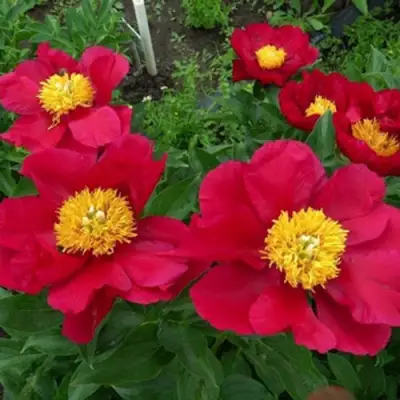 Пион АМЕРИКА травянистый в Кобрине