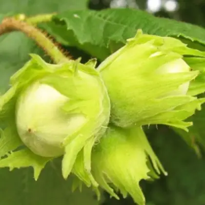 Фундук КАТАЛОНСКИЙ в Кобрине