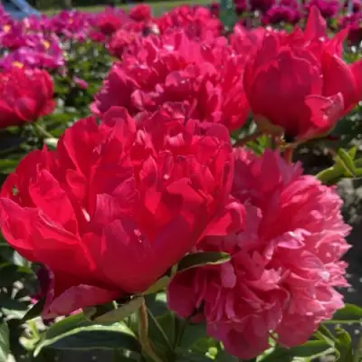 Пион БЕЛГРАВИЯ травянистый в Кобрине