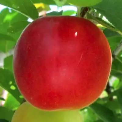 Плумкот БИРИКОККОЛО БОЛОГНЕС в Кобрине