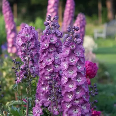 Дельфиниум ДЕЛЬФИС ПИНК ПАУЭ высокий в Кобрине