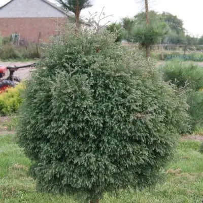 Туя вересковидная в Кобрине