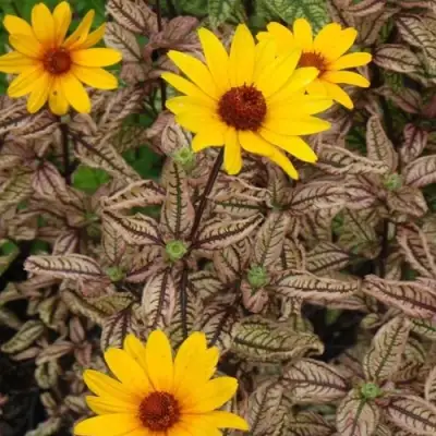 Гелиопсис САММЕР ПИНК в Кобрине