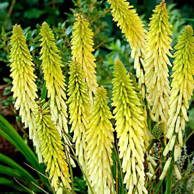 Книфофия ЛИТТЛ МЕЙД гибридная в Кобрине