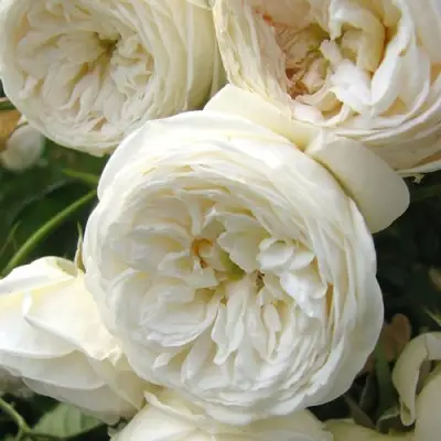 Роза АРТЕМИС шраб в Кобрине