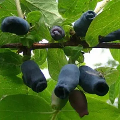 Жимолость съедобная НАРЫМСКАЯ в Кобрине