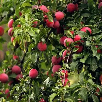 Слива КЛЕОПАТРА в Кобрине