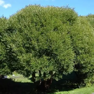 Ива ломкая  в Кобрине