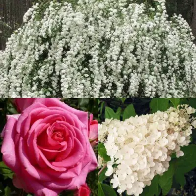 Комплект ВЕЧНАЯ КЛАССИКА в Кобрине