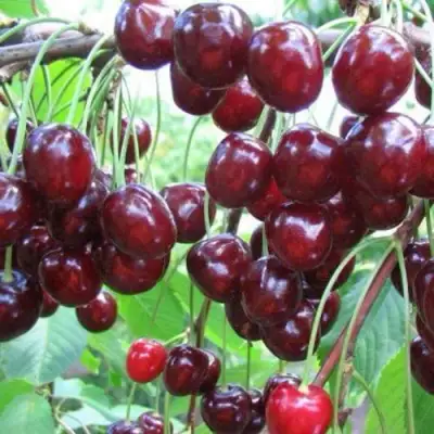 Черешня ОВСТУЖЕНКА в Кобрине