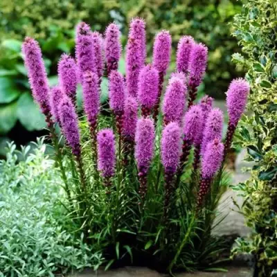 Лиатрис РОЗЕА колосковая в Кобрине