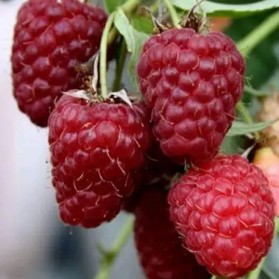 Саженцы малины Феномен