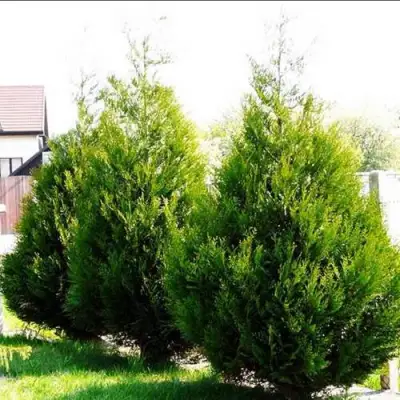 Туя АТРОВИРЕНС складчатая в Кобрине