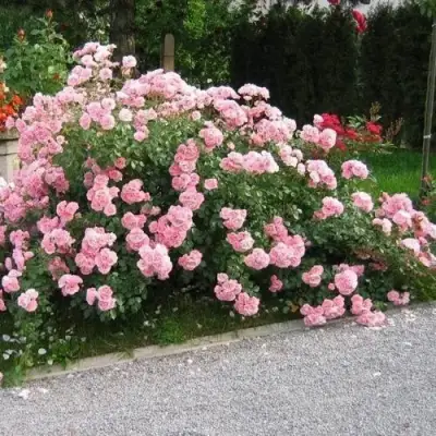 Роза БОНИКА флорибунда в Кобрине