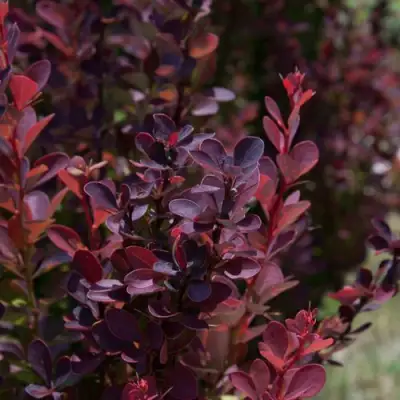 Барбарис ХЕЛМОНД ПИЛЛАР тунберга в Кобрине
