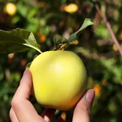 Яблоня РОССИЯНКА в Кобрине