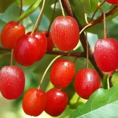 Гуми ТАИСА (ЛОХ МНОГОЦВЕТКОВЫЙ) в Кобрине