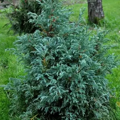 Кипарисовик БЕБИ БЛЮ горохоплодный в Кобрине