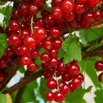 Смородина красная НАТАЛИ в Кобрине