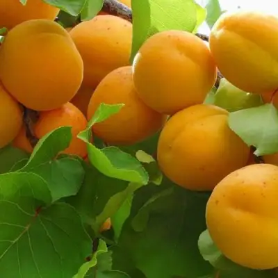 Абрикос ЖИГУЛЕВСКИЙ СУВЕНИР в Кобрине