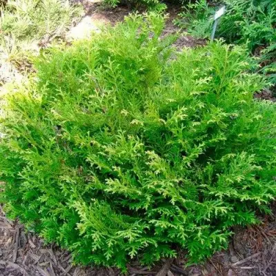 Туевик НАНА долотовидный  в Кобрине