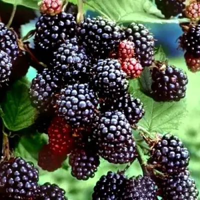 Ежевика ЭВЕРГРИН бесшипная  в Кобрине