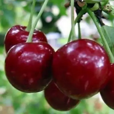 Вишня ГРИОТ БЕЛОРУССКИЙ в Кобрине