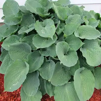 Хоста МУНЛАЙТ СОНАТА гибридная в Кобрине