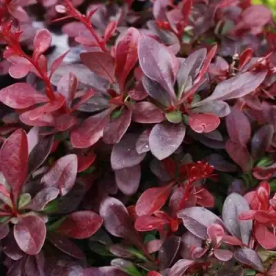 Барбарис АТРОПУРПУРЕА НАНА тунберга в Кобрине