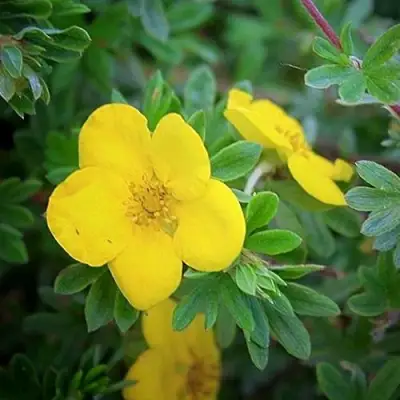 Лапчатка ГОЛДСТАР кустарниковая в Кобрине