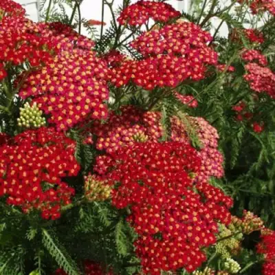 Тысячелистник ПАПРИКА обыкновенный в Кобрине