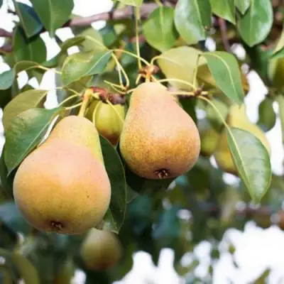 Груша ВЫСТАВОЧНАЯ в Кобрине