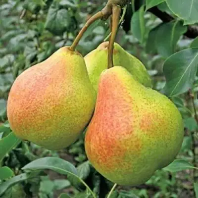 Груша ПАМЯТЬ ЯКОВЛЕВА в Кобрине