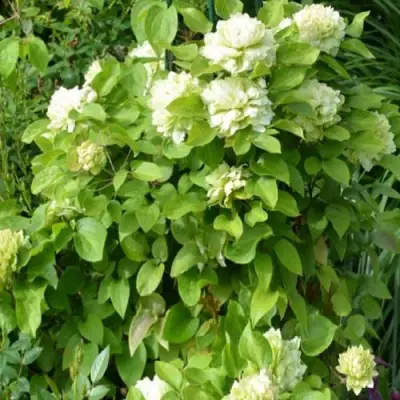 Клематис КОХАНА в Кобрине