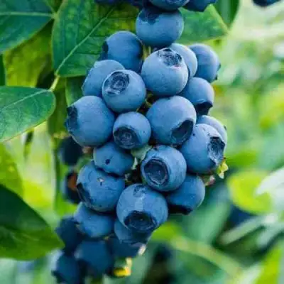 Голубика БОНИФАЦИЙ в Кобрине