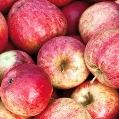 Яблоня ШТРИФЕЛЬ в Кобрине