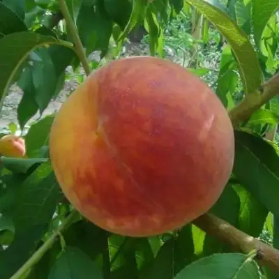 Персик ВАЙН ГОЛД Т3 в Кобрине