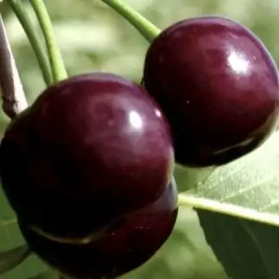 Дюк КСЕНИЯ (ЧЕРЕВИШНЯ) в Кобрине