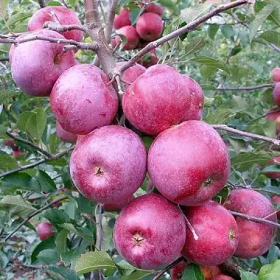 Яблоня ФЛОРИНА в Кобрине