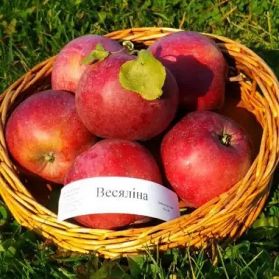 Яблоня ВЕСЯЛИНА в Кобрине