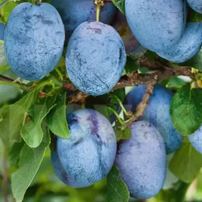 Слива ОДА в Кобрине