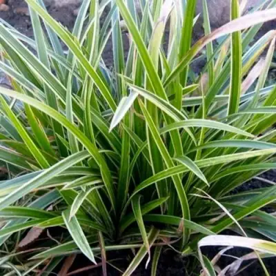 Осока МОРРОУ АЙС ДЭНС в Кобрине