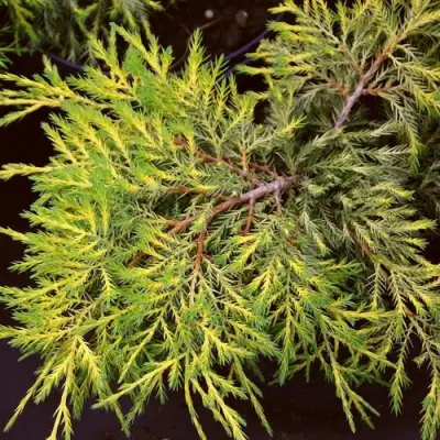 Можжевельник КИНГ ОФ СПРИНГ средний в Кобрине