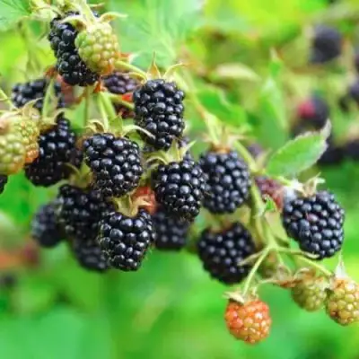 Ежевика АПАЧИ бесшипная  в Кобрине