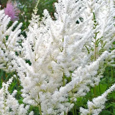 Астильба ДИАМАНТ Арендса в Кобрине