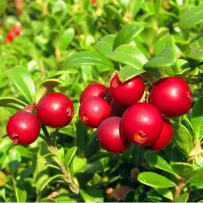 Брусника садовая РЕД ПЕРЛ в Кобрине